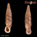 Image of <i>Sericata tantilla</i>