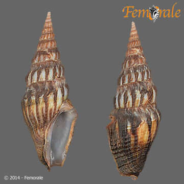 Image of Pseudomelatomidae J. P. E. Morrison 1966