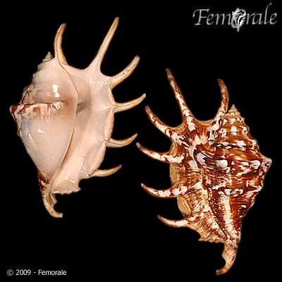 Image of spider conch