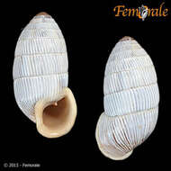 Image of Cerionidae