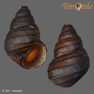 Image of river snails