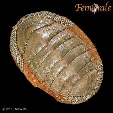 Imagem de Chiton Linnaeus 1758