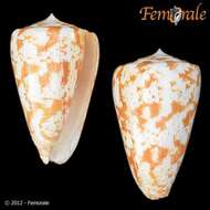 Image of cone snails