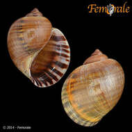 Pomacea Perry 1810 resmi