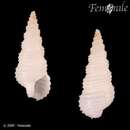 Image of Fastigiella carinata Reeve 1848
