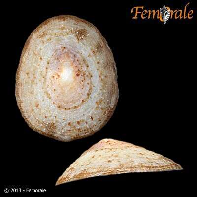 Image of Nacellidae Thiele 1891