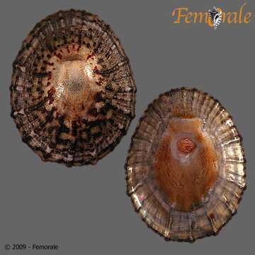 صورة Nacellidae Thiele 1891