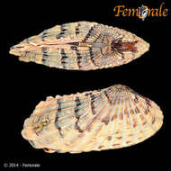 Image de Carditoidea Férussac 1822