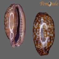 صورة <i>Cypraea zebra</i> L. 1758