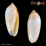 Sivun Scabricola Swainson 1840 kuva