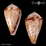 Image de Conus crotchii Reeve 1849