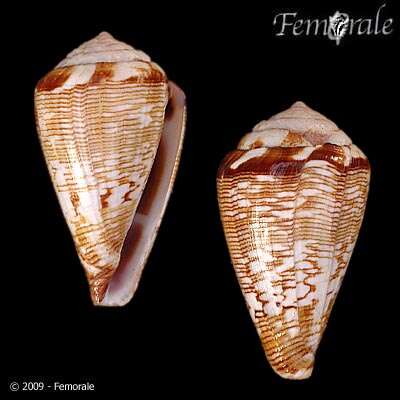 Image de Conus crotchii Reeve 1849