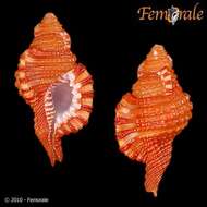 Image of triton shells