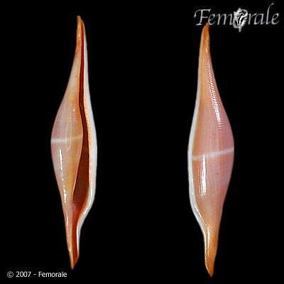 Image of Spindle Cowries