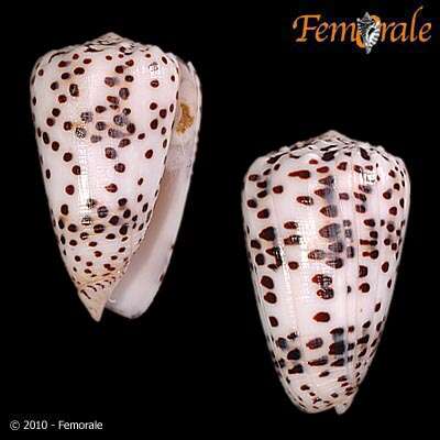 Image of cone snails