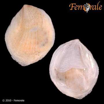 Слика од Crepidula striolata Menke 1851