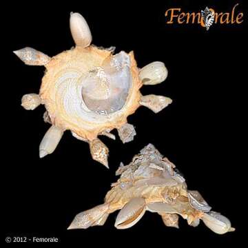 Xenophoroidea Troschel 1852 resmi