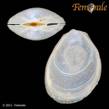 Слика од <i>Ctenoides atlantica</i>