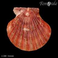 Image of Cryptopecten Dall, Bartsch & Rehder 1938