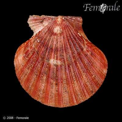 Image of Cryptopecten Dall, Bartsch & Rehder 1938