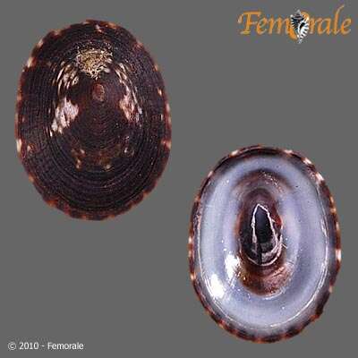 Image of unclassified Gastropoda