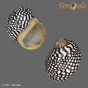 Image of Zebra nerite