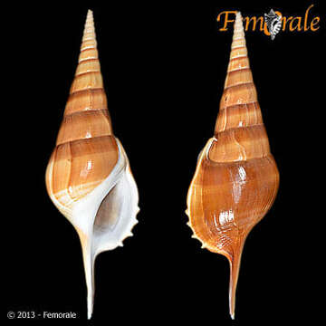 Rostellariidae Gabb 1868 resmi