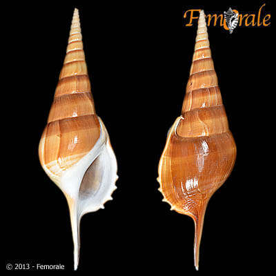 Image of Rostellariidae Gabb 1868
