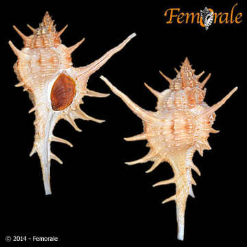 Image of <i>Chicoreus formosus</i> (Sowerby 1841)