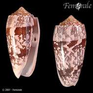 Image of cone snails