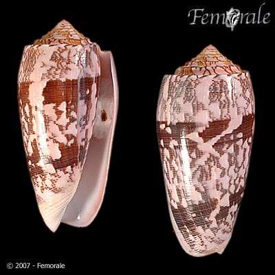 Image of cone snails