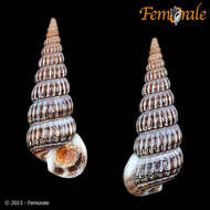 Image de Potamididae