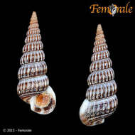 Image of Potamididae