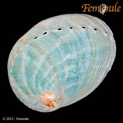 Image of Haliotoidea Rafinesque 1815