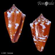 Image of Conasprella Thiele 1929