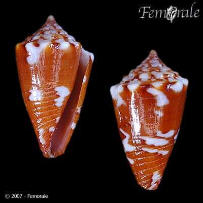 Image of Conasprella Thiele 1929