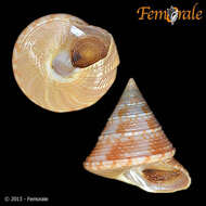 Image of Calliostoma Swainson 1840