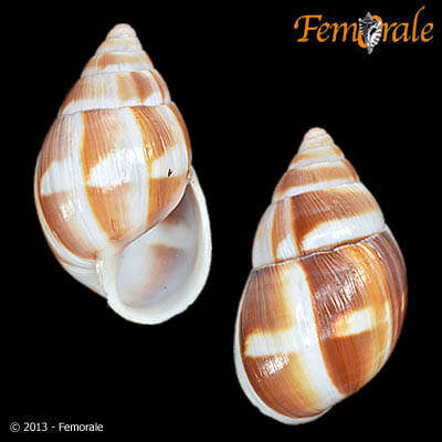 Image of Achatinidae