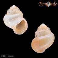 Tomichiidae resmi