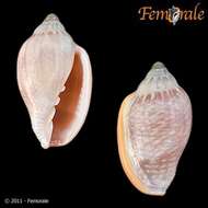 Image of Marginella Lamarck 1799