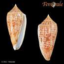 صورة Conus armadillo Shikama 1971