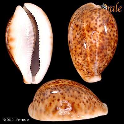 Image of cowrie