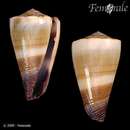 Image of Conus sugillatus Reeve 1844