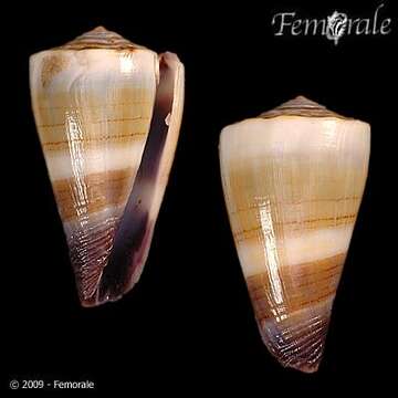 Image of cone snails