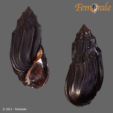 Image of Melanopsidae