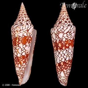 Image of cone snails