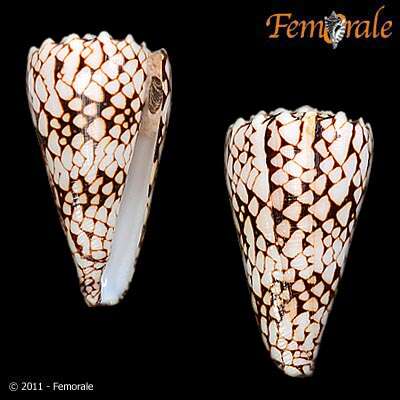 Image of cone snails