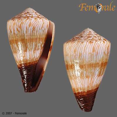 Image of cone snails