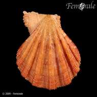 Imagem de Manupecten Monterosato 1889