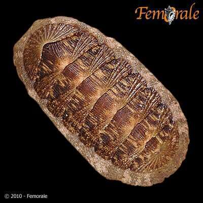 Imagem de Chiton virgulatus G. B. Sowerby II 1840